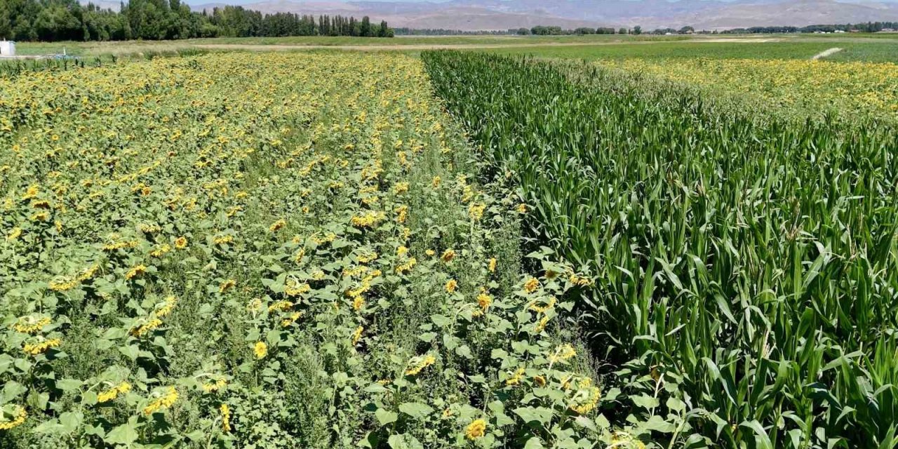 Ağrı’da çiftçinin bostanı örnek oldu