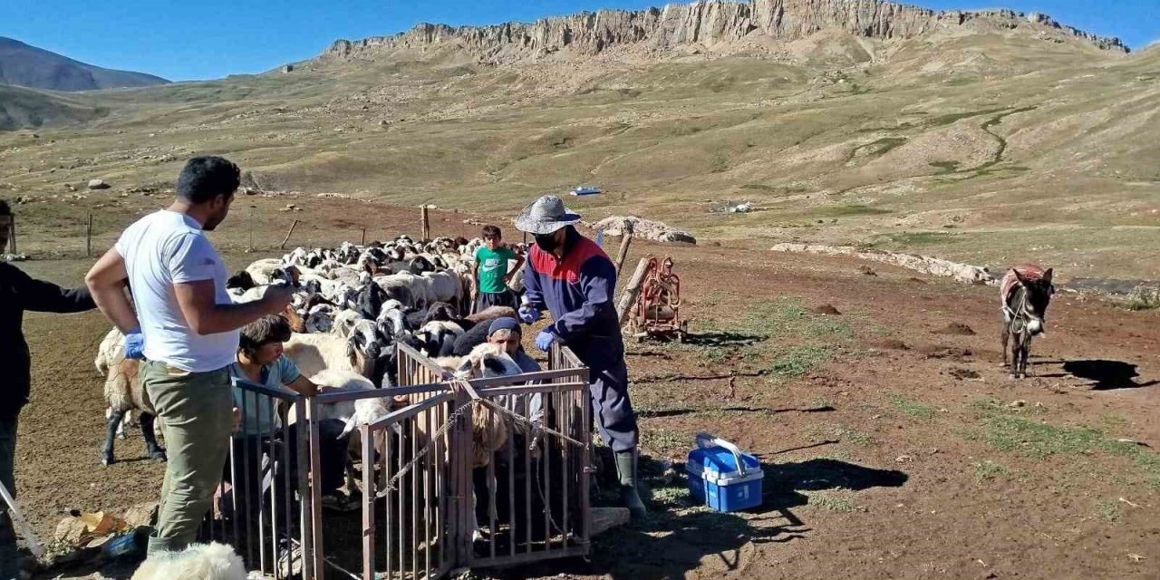 Erzincan’da yayladaki hayvanlara şap aşısı uygulandı