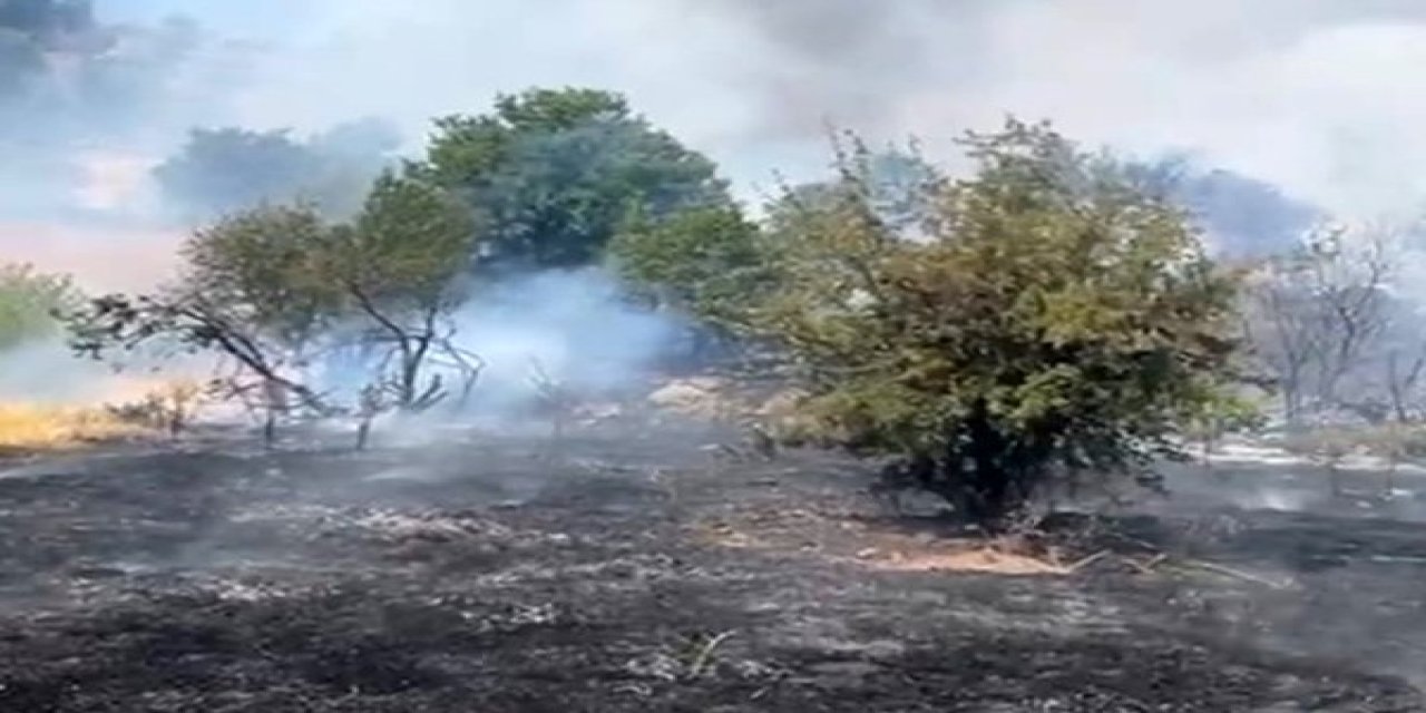 Malatya’da orman yangını çıktı