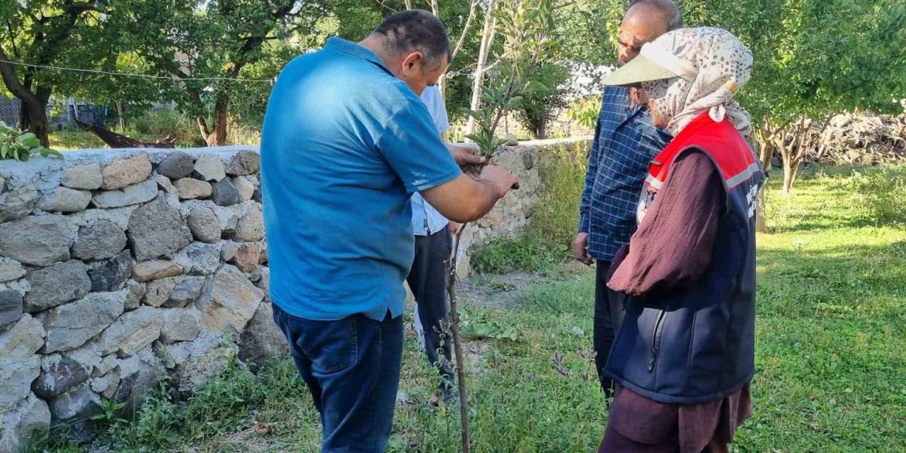 Kars’ta meyve ağaçlarına aşılama