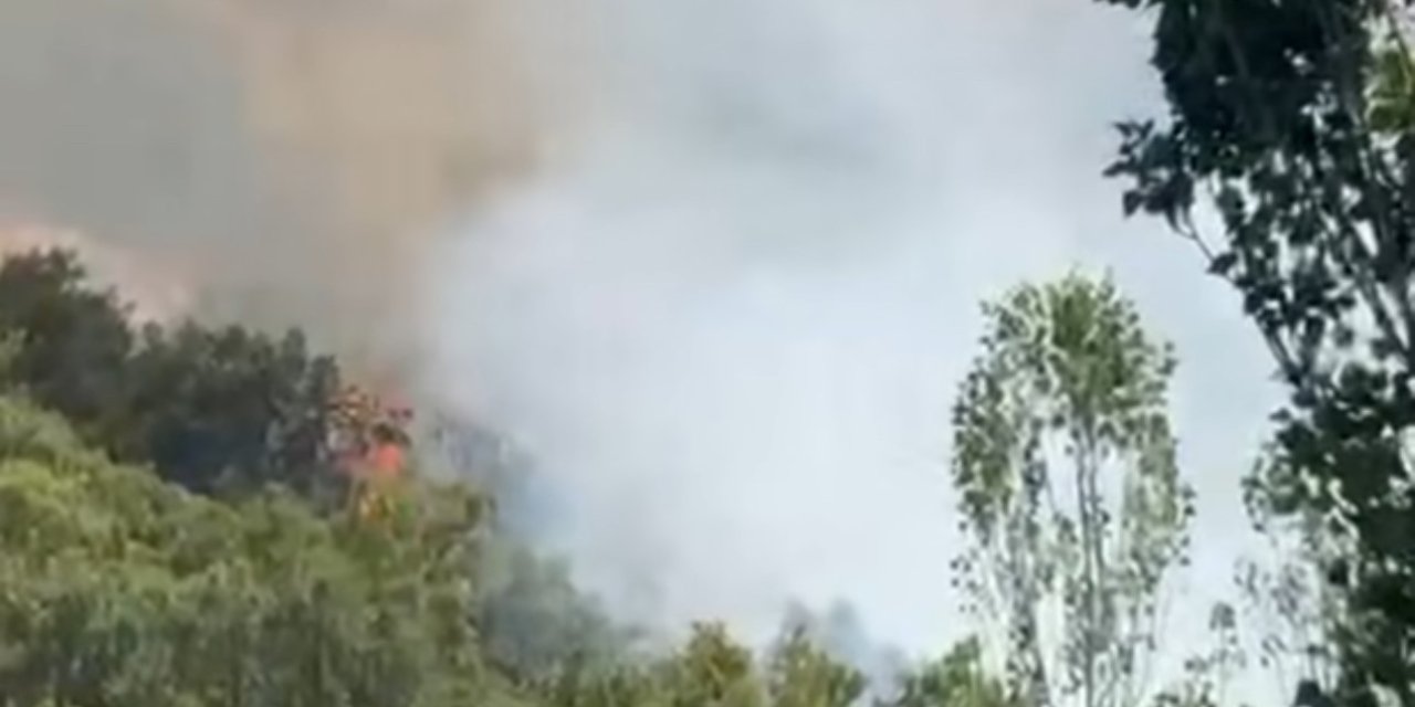 Şemdinli'de orman yangını