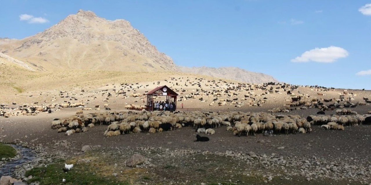 Hakkari’de şap hastalığı karantinası sona erdi