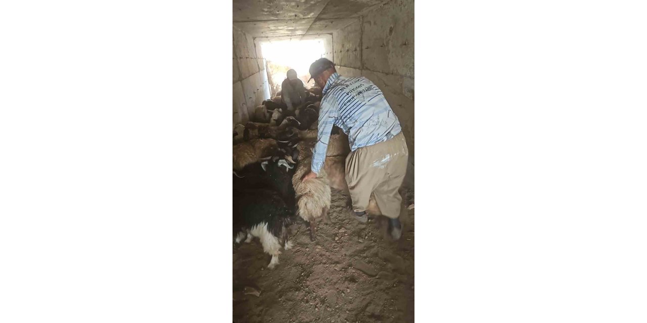 Yüksekova’da büyük ve küçükbaş hayvanları aşılama ve küpeleme çalışmaları devam ediyor