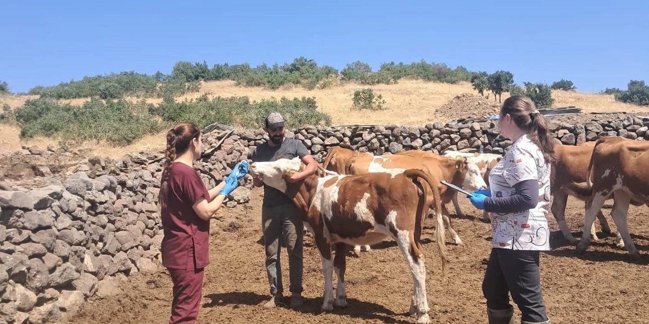 Elazığ büyükbaş hayvanlara yönelik  aşılama çalışması sürüyor