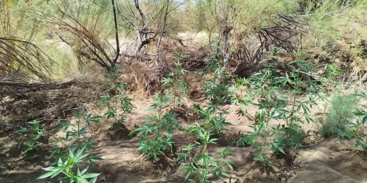 Bingöl’de uyuşturucuyla mücadele sürüyor