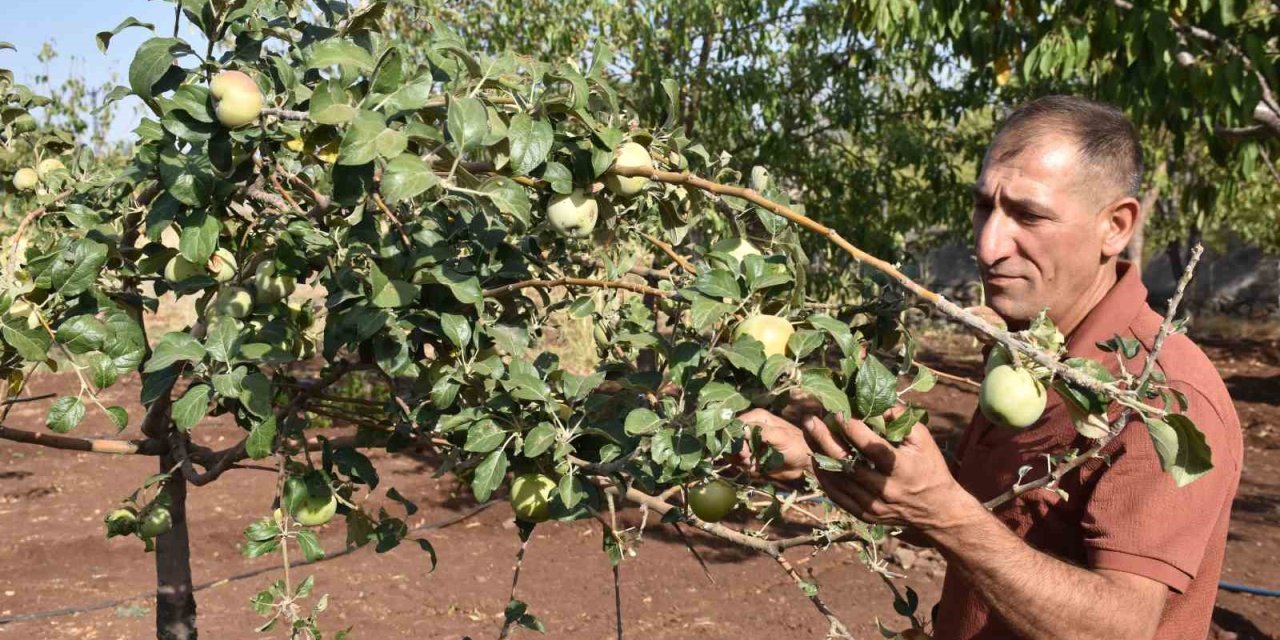 Şanlıurfa’da elma ağaçları çiçek açtı