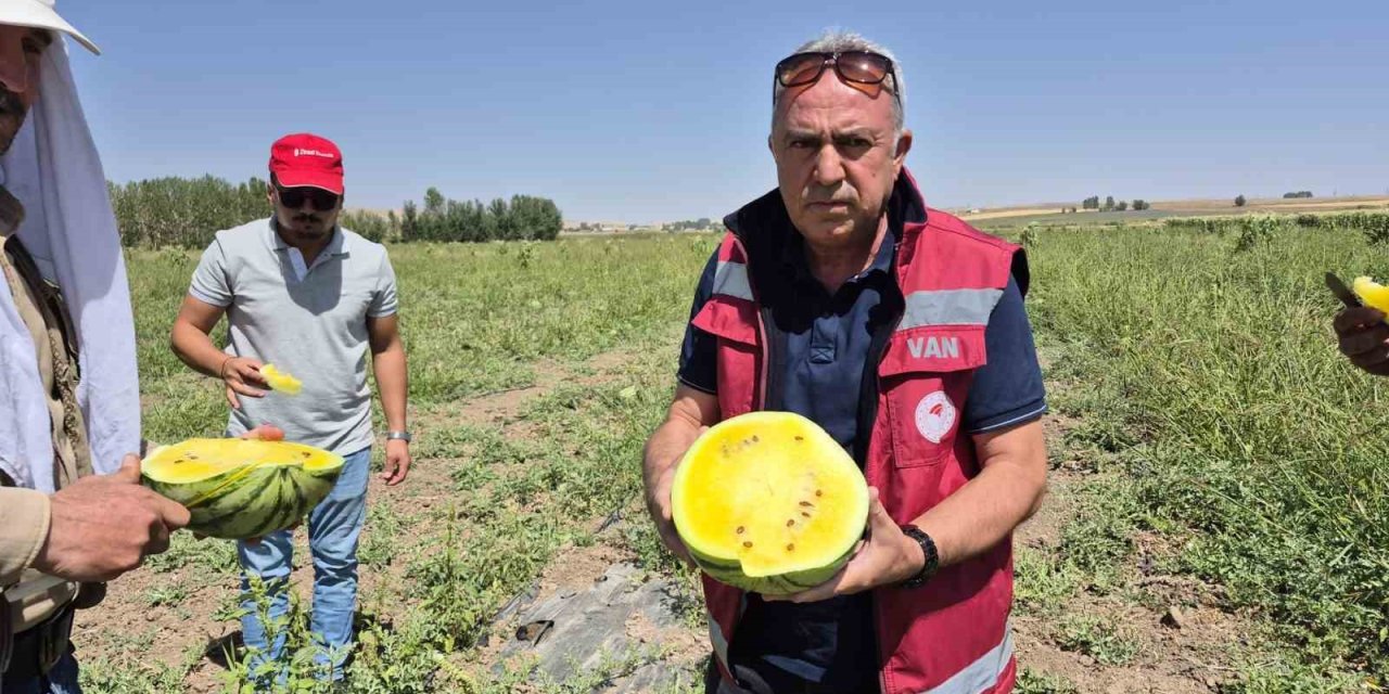 Van’da sarı karpuz dönemi