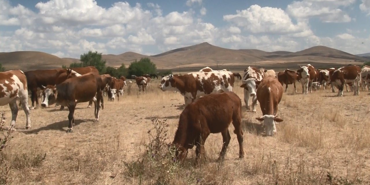 Kars’ta şap hastalığı geçti