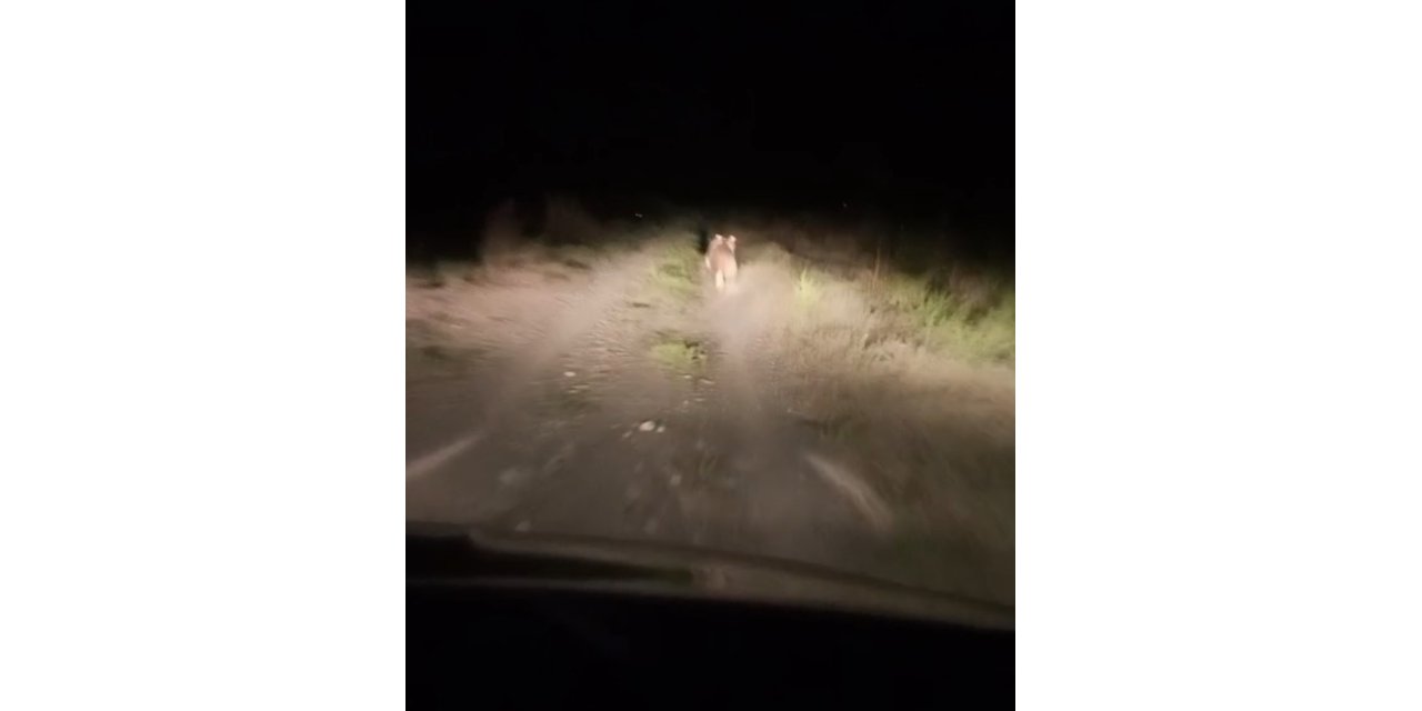 Köye inen ayıyı arabayla kovaladılar