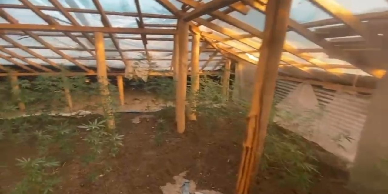 Van'da evin çatısına kenevir ekti