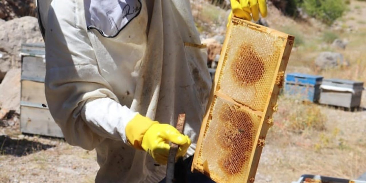 Kemah’ta arıcıların bal hasadı başladı