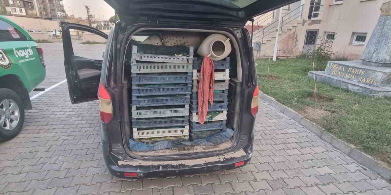 Doğubayazıt’ta kaçak kurbağa avcılığına operasyon