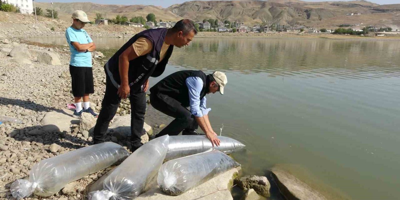 Van’da göllere 450 bin yavru sazan bırakıldı