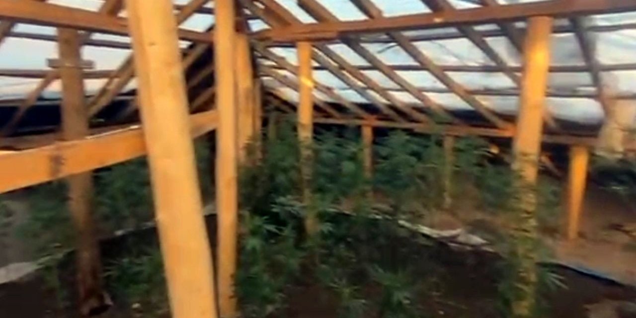 Evin çatısını kenevir tarlasına dönüştürmüş