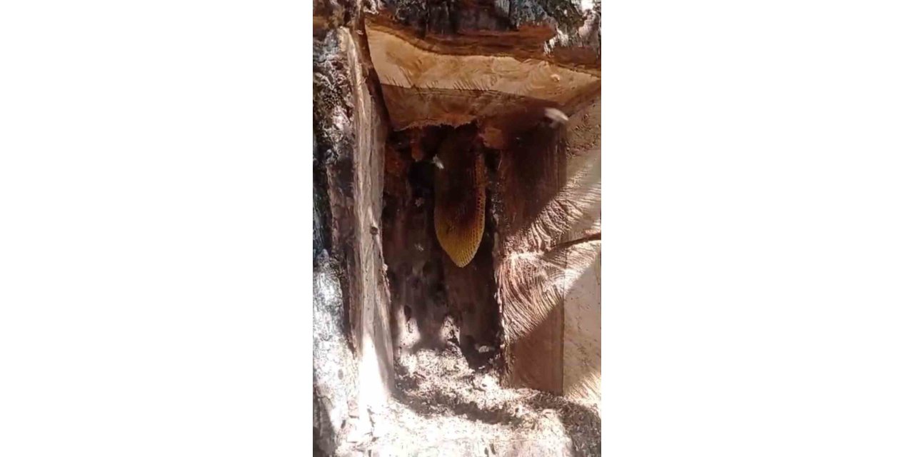 Elazığ'da ağaç kovuğundan kilo kilo bal çıktı