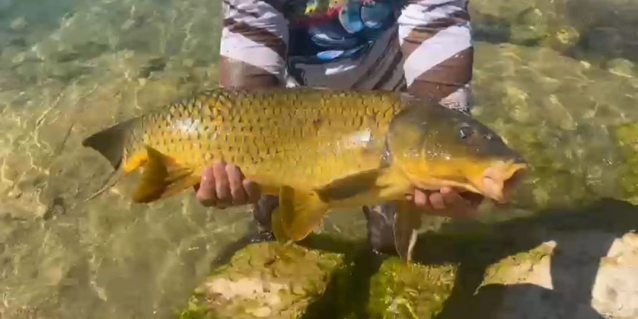 Yakaladığı 15 kiloluk sazanı tekrar suya saldı
