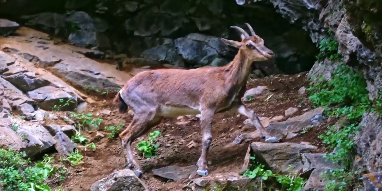Erzincan’da yaban keçileri havadan görüldü