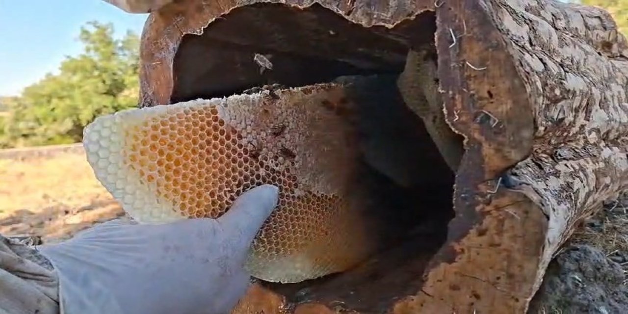 Bingöl yaylalarında organik "kütük balı" hasadı