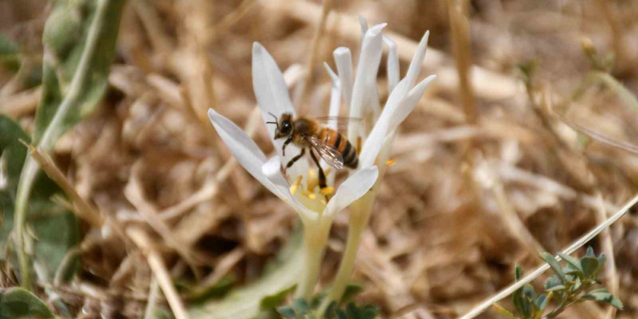 Şırnak'ta bu çiçekler açınca yaylayı terk ediyorlar