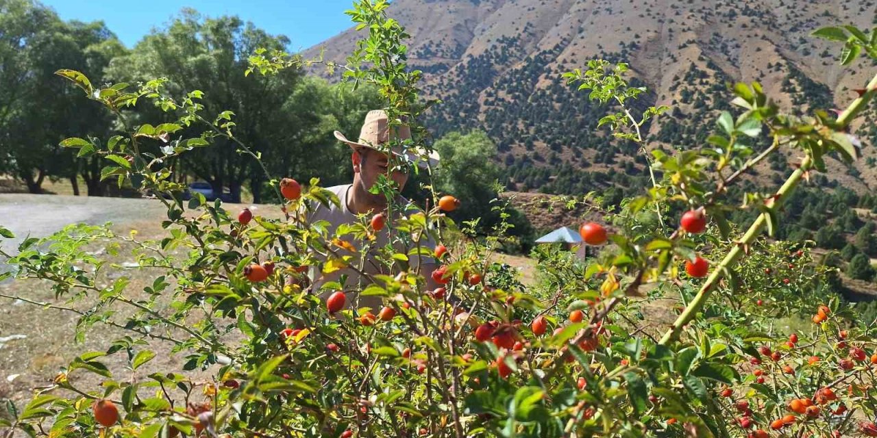 Erzincan’da kuşburnu, zorlu arazilerde toplanıyor