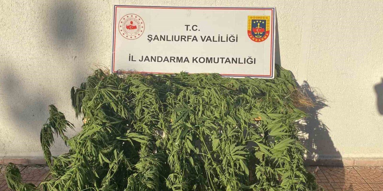 Şanlıurfa'da jandarmadan uyuşturucu operasyonu