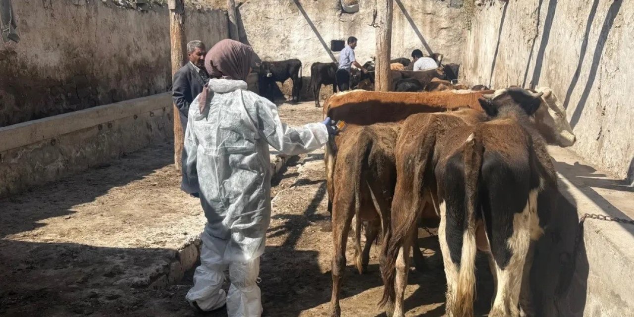 Diyadin’de şap hastalığına karşı aşı çalışmaları sürüyor