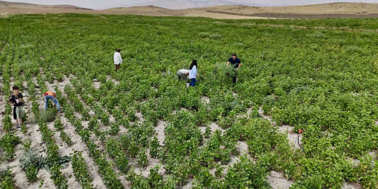 Ağrı’da yetişmez denilen fasulye, yüksek verimiyle dikkat çekiyor