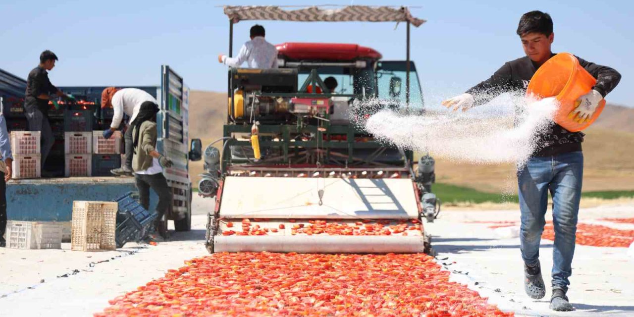 Dünya sofralarını süsleyen domateste 315 ton rekor bekleniyor