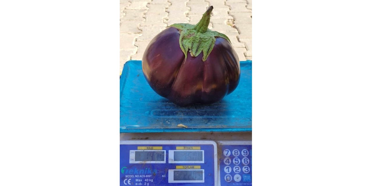 Erzincan'da karpuz gibi patlıcan