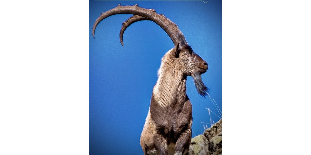 Av turizmi kapsamında 11 yaban keçisi kotası