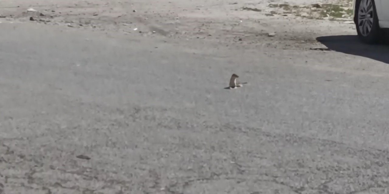 Kars’ta koruma altındaki gelincik caddede görüldü