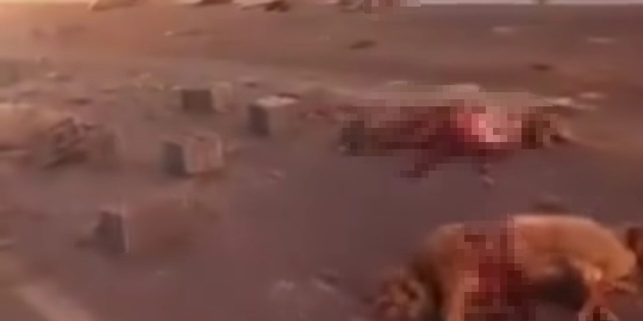 Van’da kamyonet sürüye çarptı: 37 koyun telef oldu