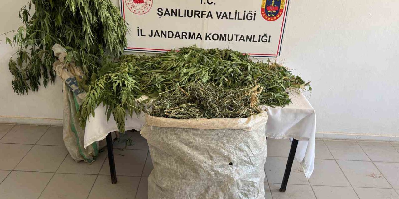 Şanlıurfa’da 2 kilo esrar ile 555 kök kenevir yakalandı
