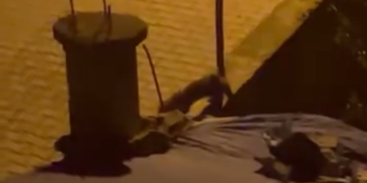 Siirt'te tilki evin bahçesini çok sevdi