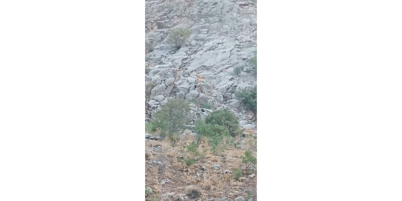 Elazığ’da dağ keçileri sürü halinde görüntülendi