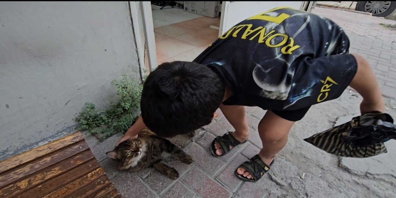 Elazığ’da çay ocağını 4 yıldır mesken tutan kedi,  mahallenin maskotu oldu