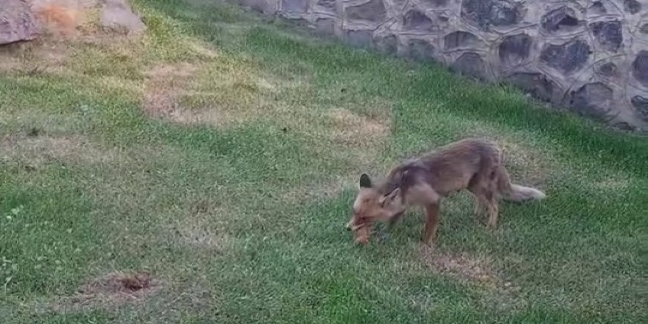 Yanlarına gelen tilkiye kadayıf dolması yedirdiler