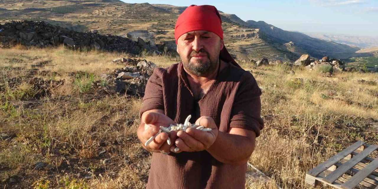 Malatya'da kendiliğinden yetişiyor, kilosu 10 bin TL’ye satılıyor