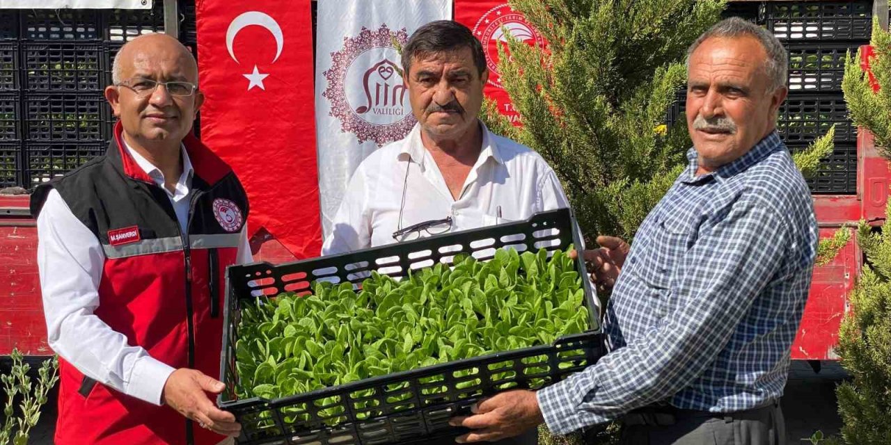 Siirt’te üreticilere marul ve karnabahar fidesi verildi