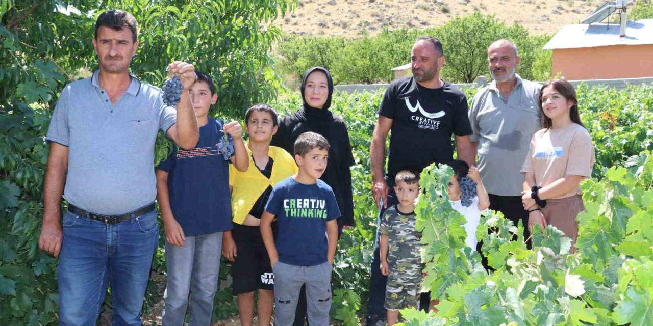 İki asırlık Üzümlü’nün bağlarında Cimin üzümü hasadı