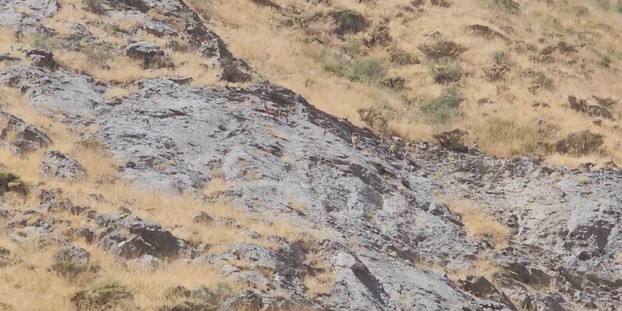 Cilo Dağı’nda dağ keçileri görüldü