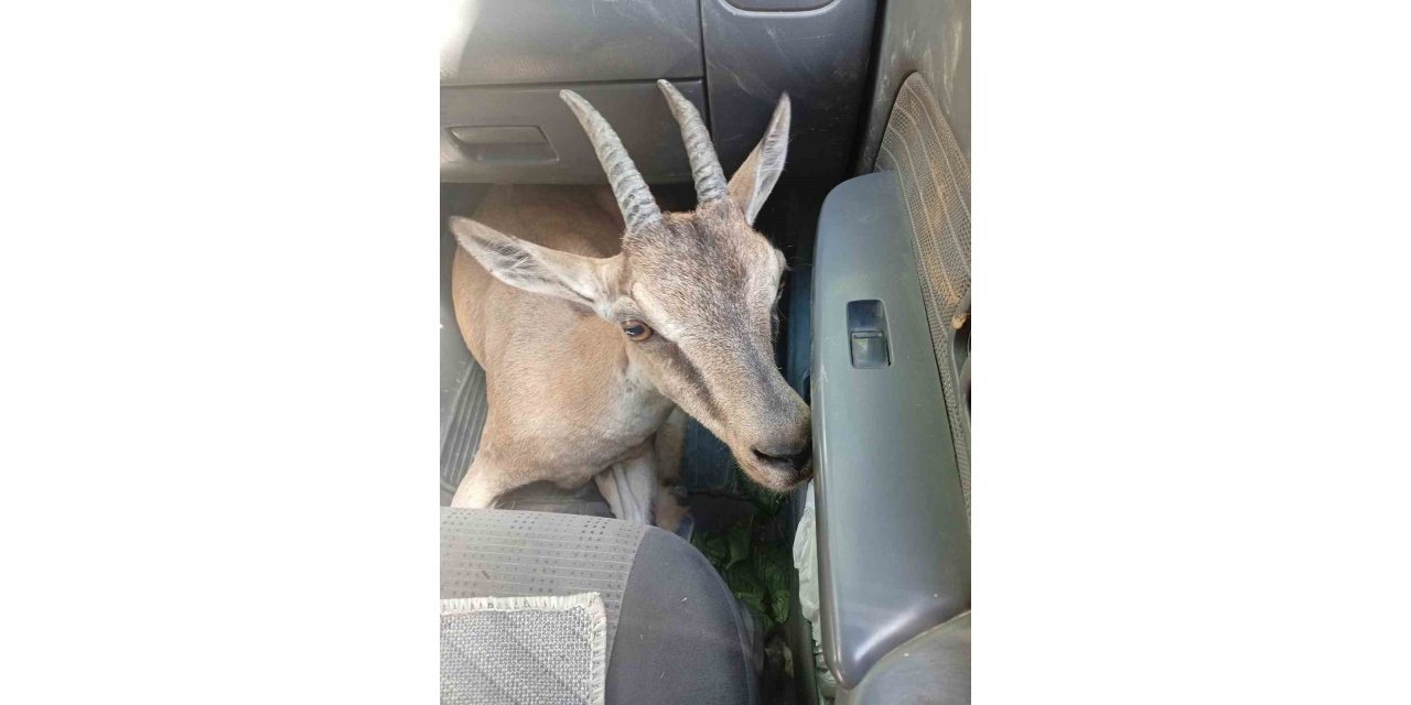 Yaralı yavru dağ keçisi tedavi altında