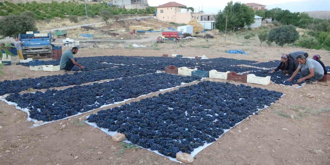 Malatya’da kilosu 500 TL’den alıcı bulan kuru üzüm sevindiriyor