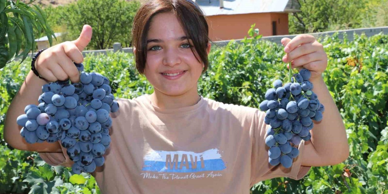 Erzincan'ın Cimin Üzümü hastalıklara şifa