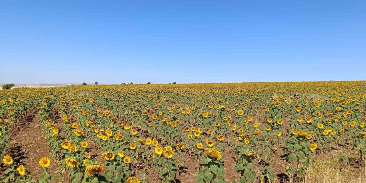 Çemişgezekli çiftçi, ilçede ilk kez yağlık ayçiçeği üretti