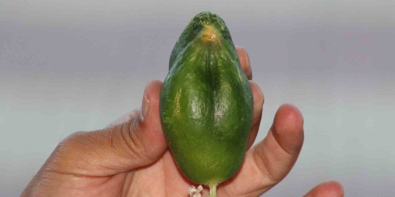 Diyarbakır'da Kuş cennetinde ‘salatalık’ da kuşa benzedi