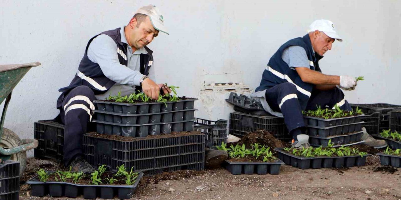 Diyarbakır’da Çin karanfili üretimi
