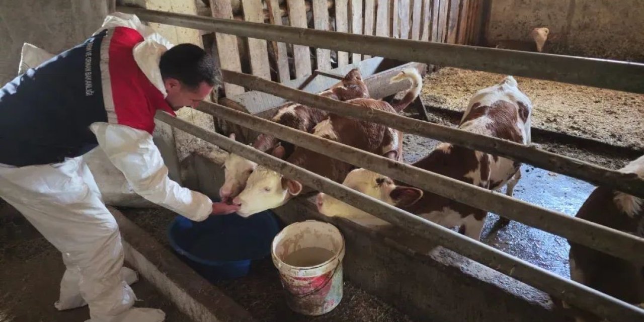 Bitlis’te aşılama çalışmaları sürüyor