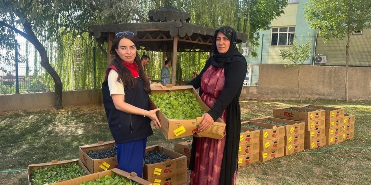 TAKE Projesi kapsamında üreticilere fide ve tohum desteği