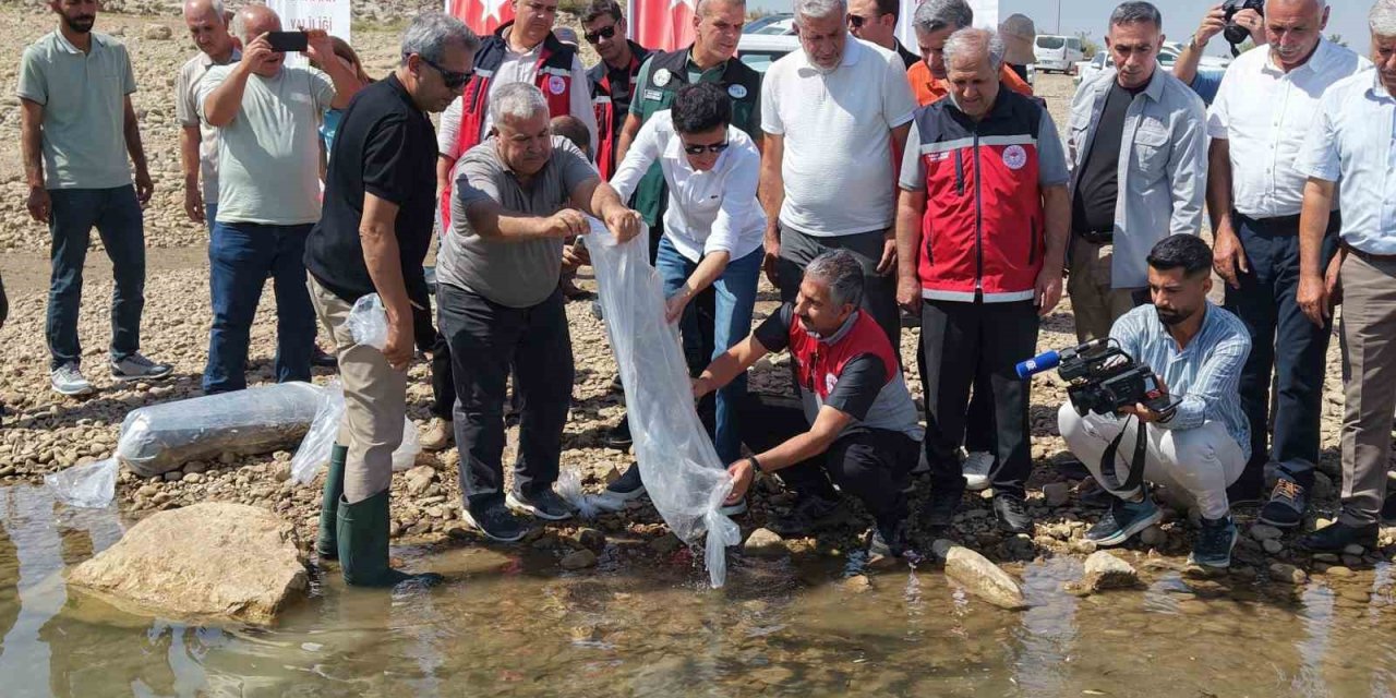 Adıyaman’da 1 milyonun üzerinde yavru sazan doğaya bırakıldı
